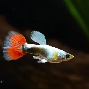 Guppy "Santa Claus" (Poecilia reticulata) Echt